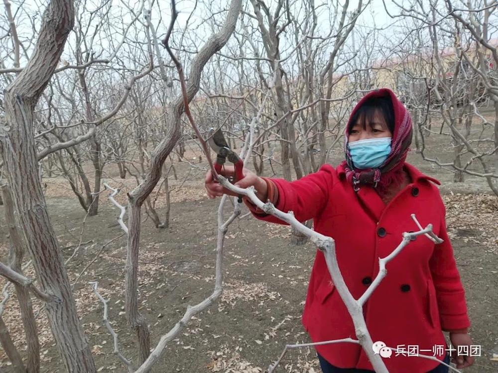 十四团一连:人勤春早科学修剪枣树多产枣