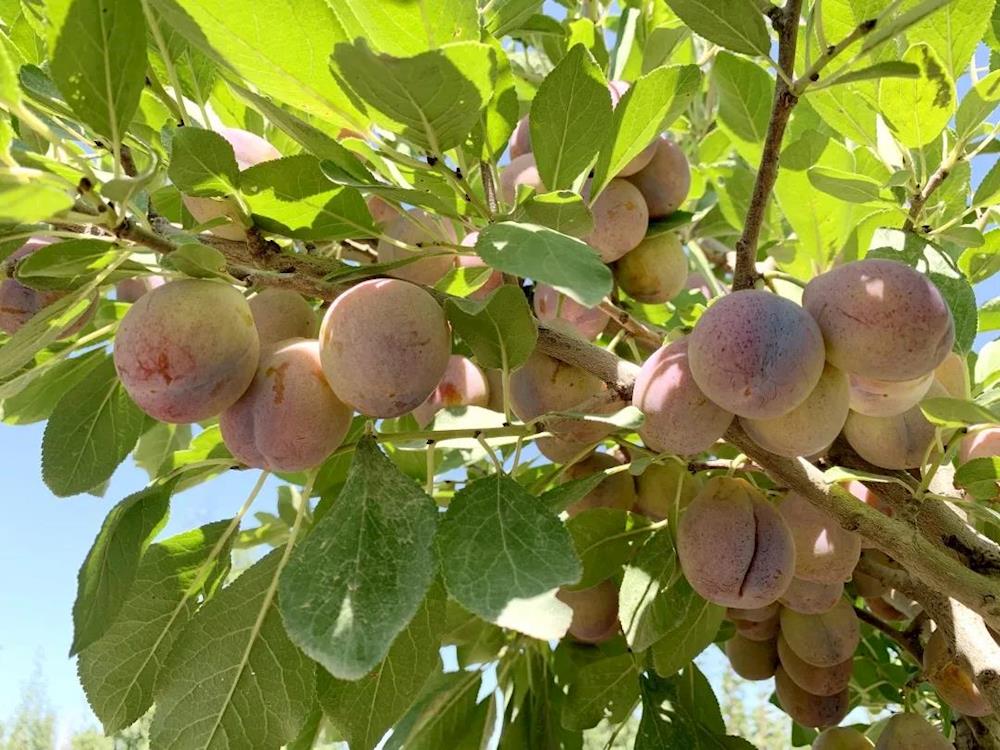 2030bee8008b426c89394705782bd378.jpg 2030bee8008b426c89394705782bd378.jpg