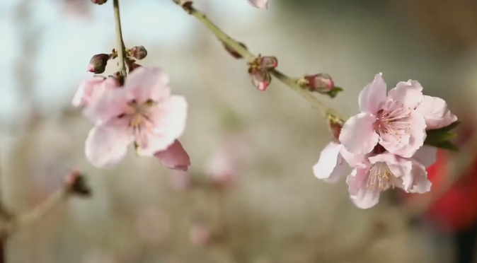微视频丨新春桃花美丽盛开