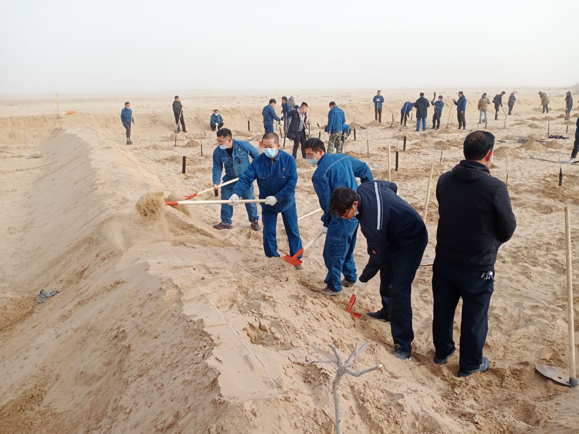 【我为群众办实事】一师电力公司积极参加师市2021年秋季义务植树活动