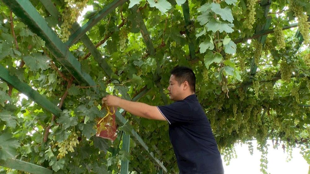 习近平总书记在新疆的重要讲话精神在第一师一团引起热烈反响