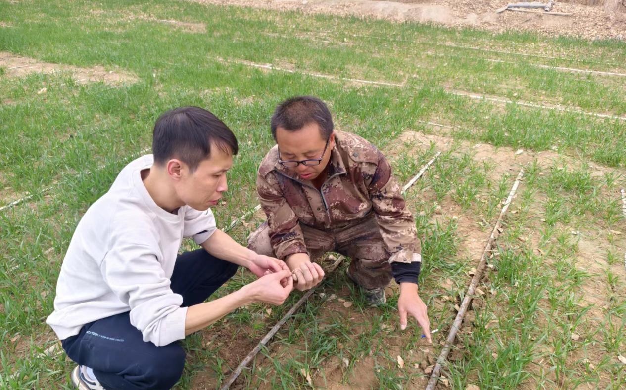 第一师农业生产资料有限公司助力冬小麦返青田间指导助农增收