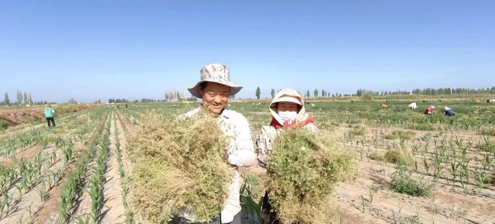 乡村振兴 | 茴香迎来收获季，助力职工致富路