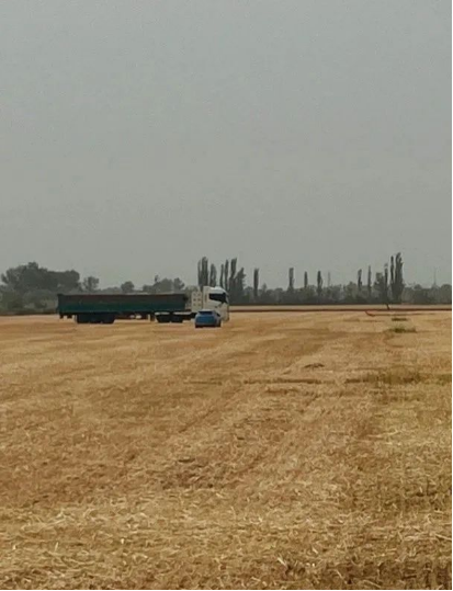 又是一年收获季 共绘麦子丰收景