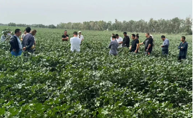 十二团21连召开农业技术指导现场会