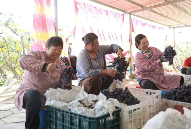 十二团7连葡萄采摘季：硕果盈枝采收忙