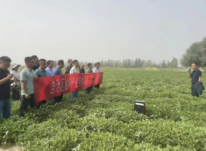 新疆兵团一师十二团12连：科技赋能，花生产业焕活力