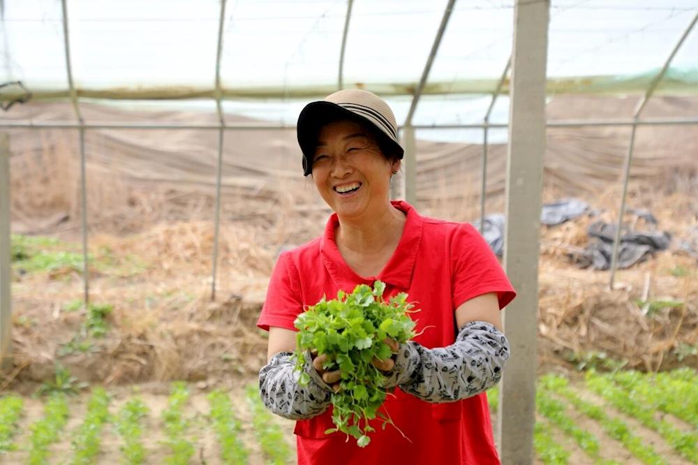 乡村行·看振兴丨闲置大棚变身“菜篮子”，十一团三连蔬菜基地迎丰收！