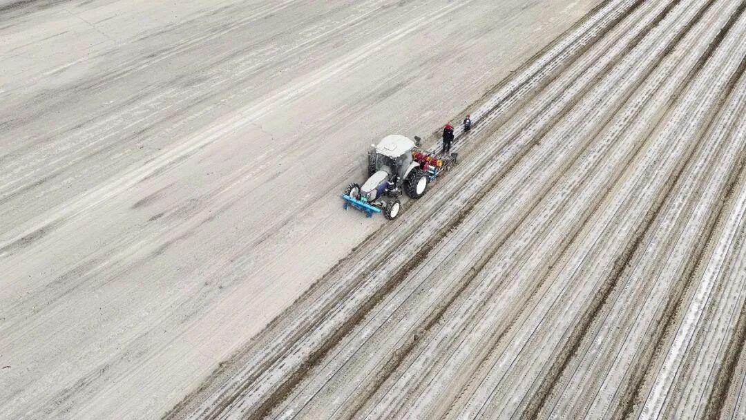 新春走基层丨八团塔门镇5万亩孜然陆续开播~
