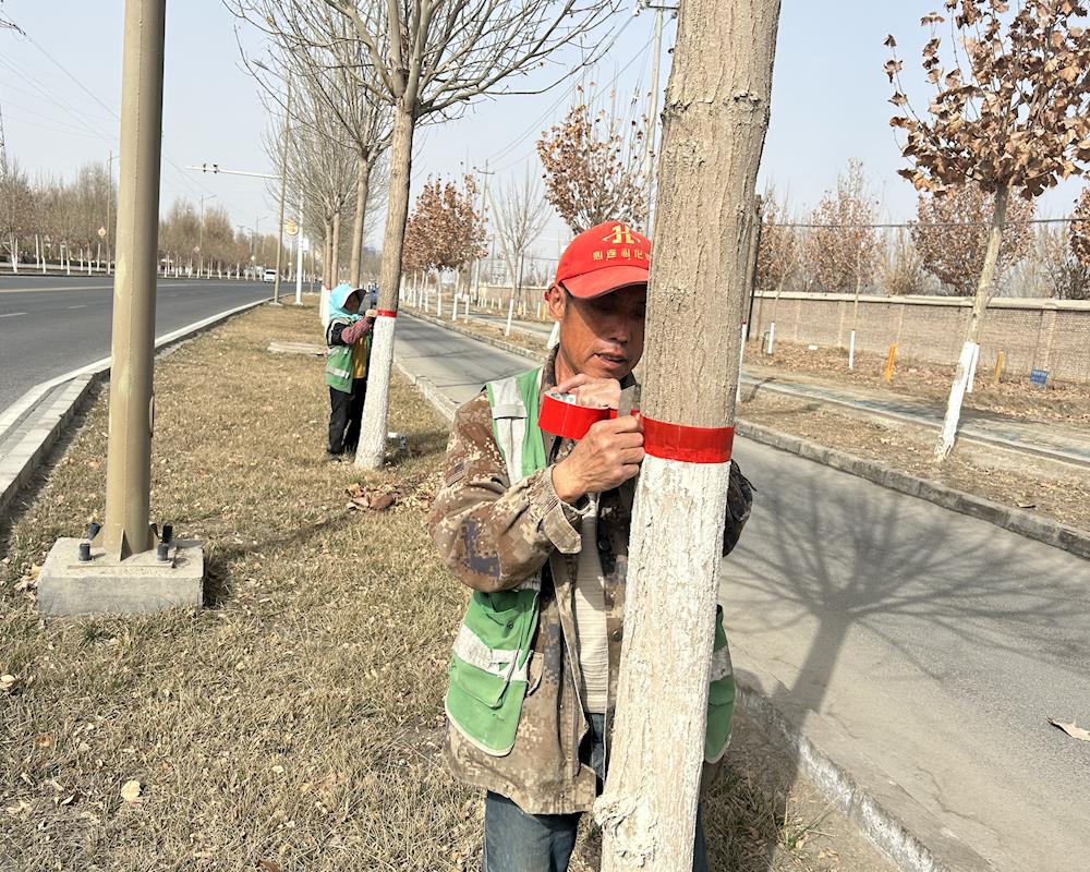 春季园林养护 为树木穿上“防护衣”