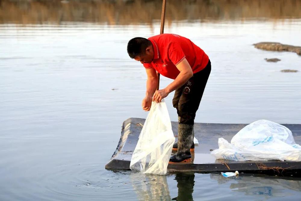 河豚首次“安家”十六团新开岭镇 盐碱水“海产疆养”品类再添新成员