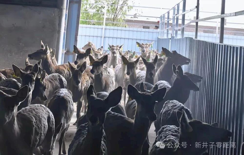 特色养殖添新翼 产业振兴促增收——二团十一连鹿养殖项目稳步推进