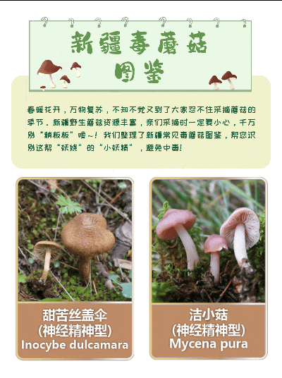 【消费警示】防范野生蘑菇中毒：切忌盲目自信与侥幸心理