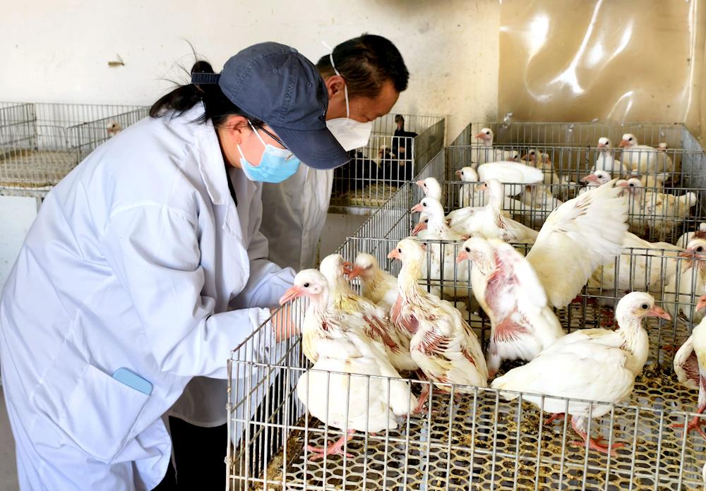 鸽舍里的“科技课”：塔大教授手把手教养殖