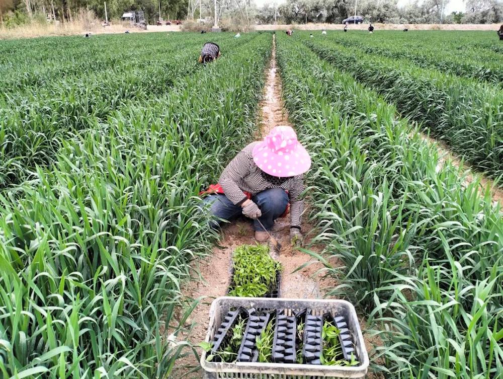 乡村振兴 | 抢抓农时巧套种 六团田间孕育双丰收