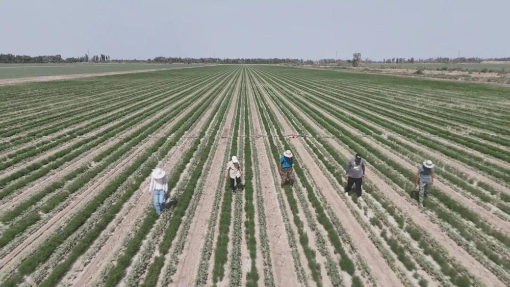 一团：棉花套种孜然 一地双收促增收