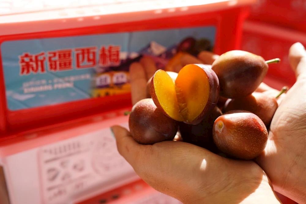 果满枝头 “梅” 好丰收！十一团西梅产量实现翻倍