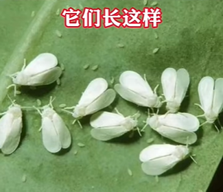 阿拉尔近期出现的小白虫是什么？