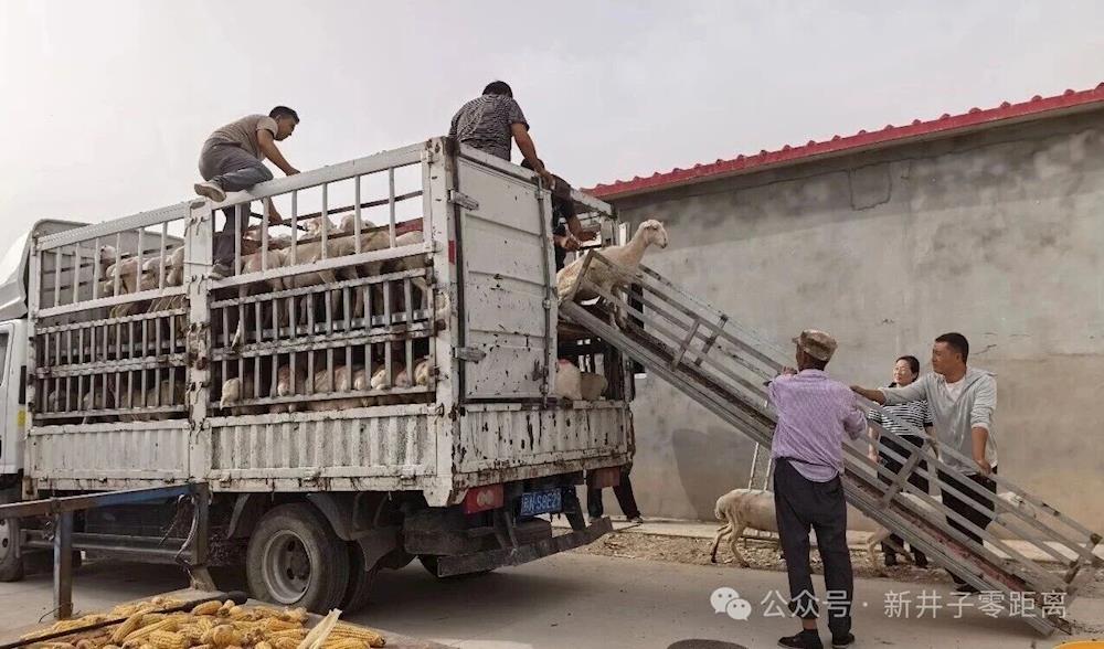 扩群提质强产业 兵地共建促振兴——二十三连兵地共建肉羊养殖示范基地新增140只优质肉羊
